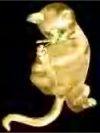 Gold Cat Fun Pendant or Pin