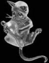 Sterling Silver Kitten with Pearl Ball Pendant or Pin